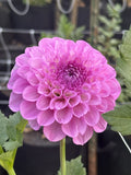Robin's Beauty dahlia