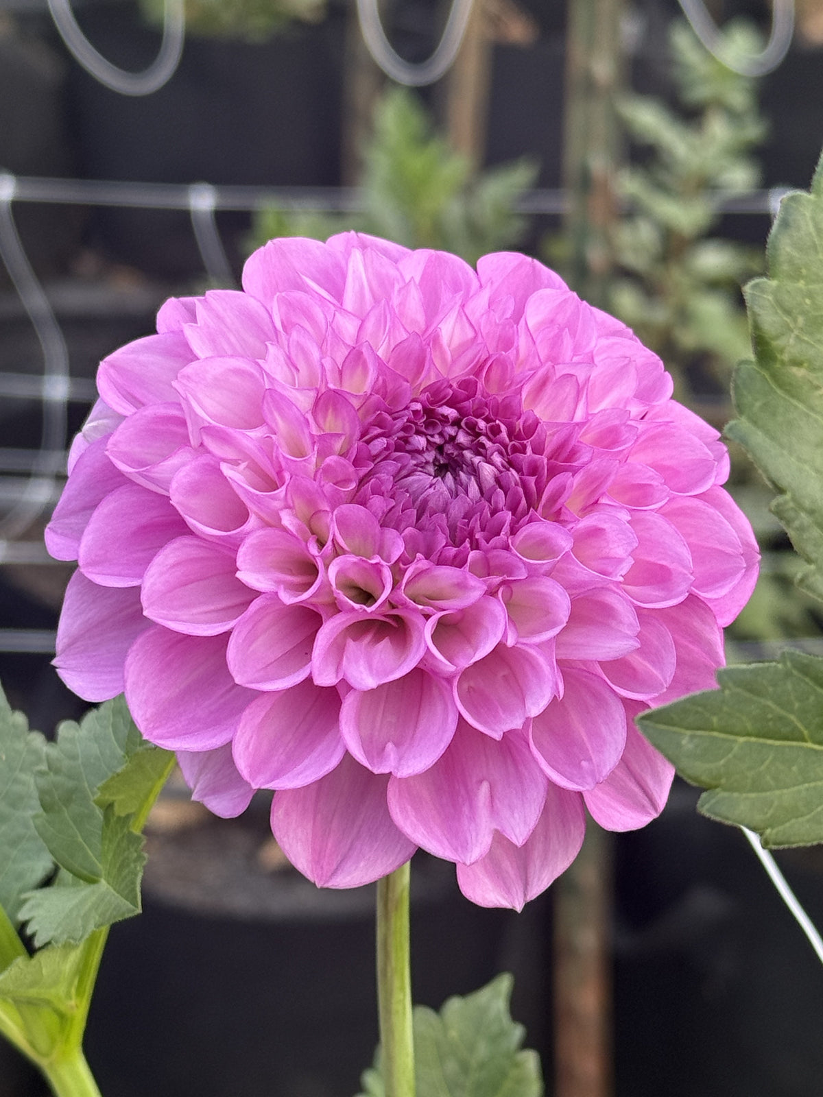 Robin's Beauty dahlia
