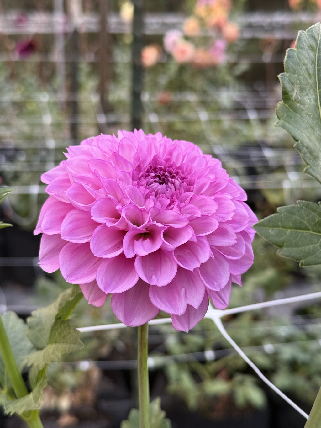 Robin's Beauty dahlia