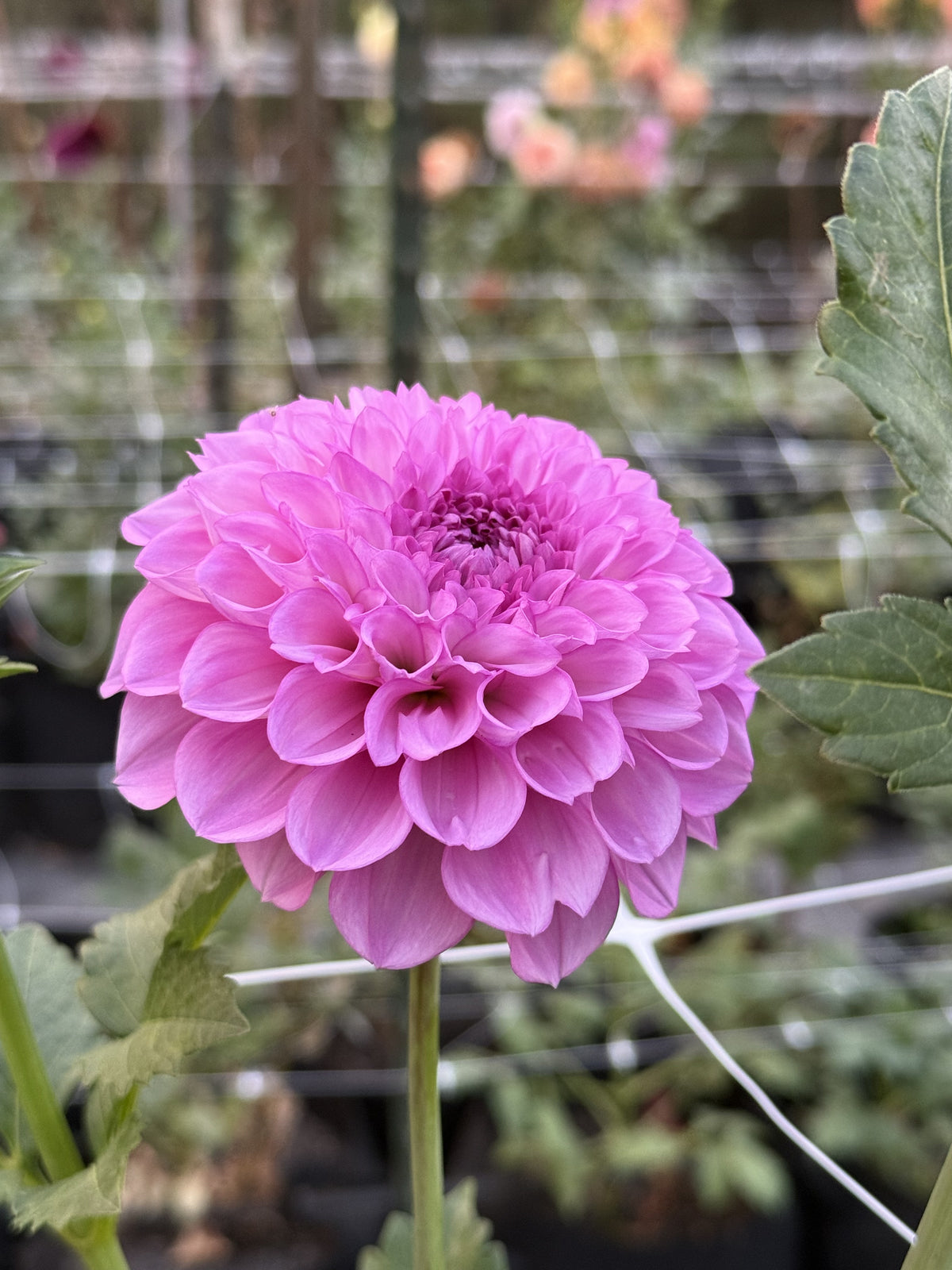 Robin's Beauty dahlia