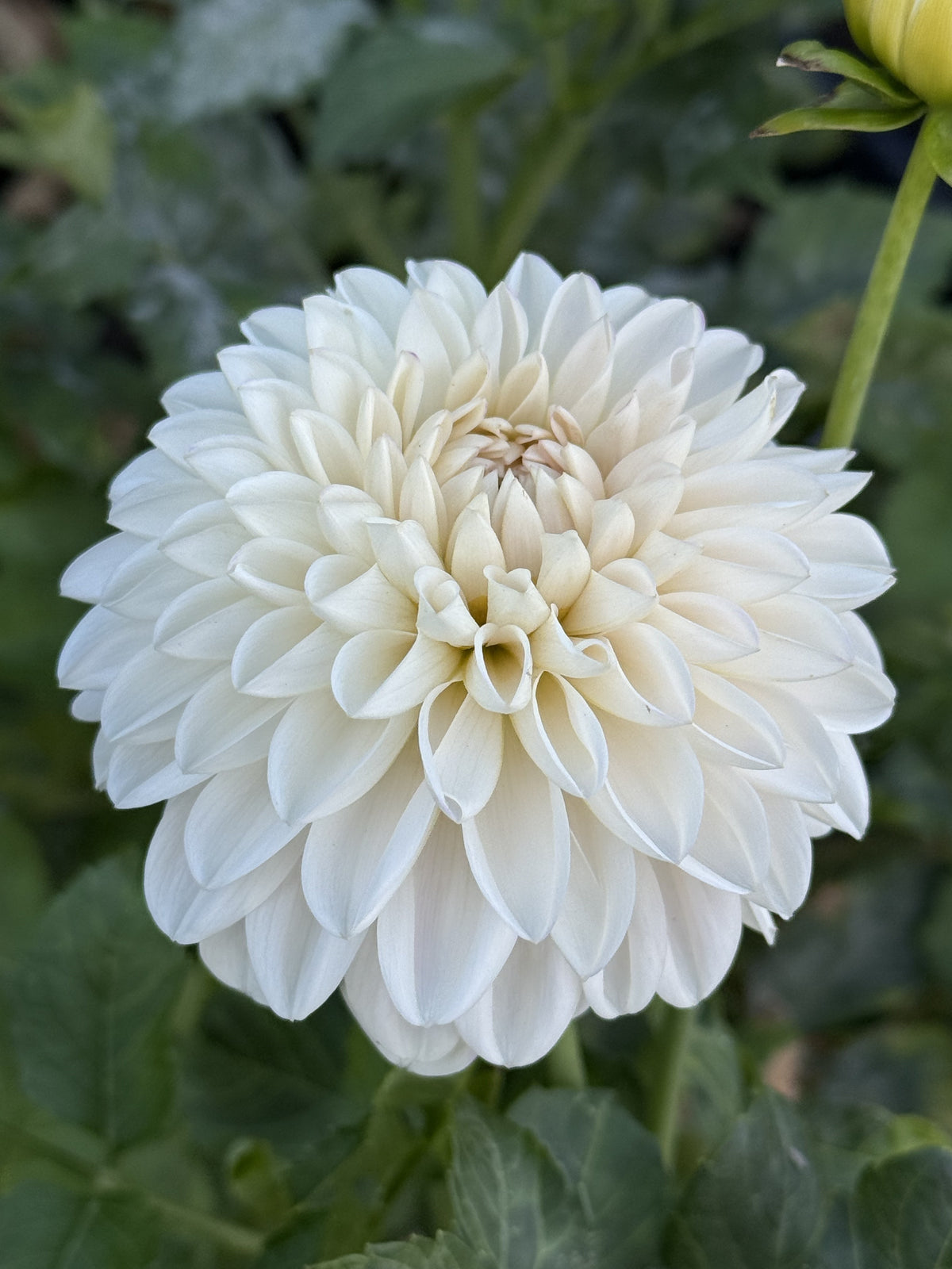 Roe Pearly Doll dahlia