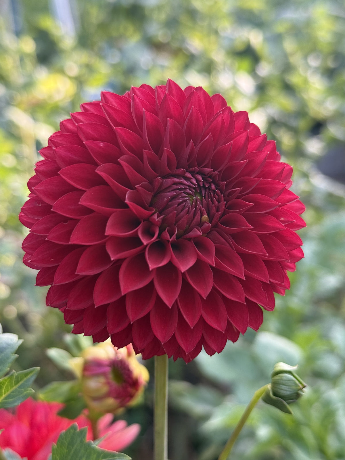 Rossendale Donald dahlia