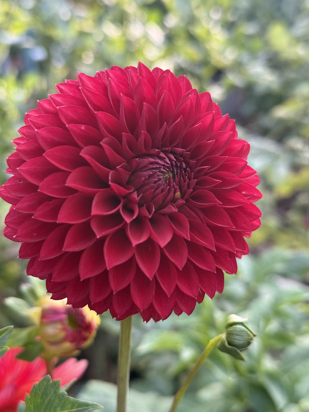Rossendale Donald dahlia