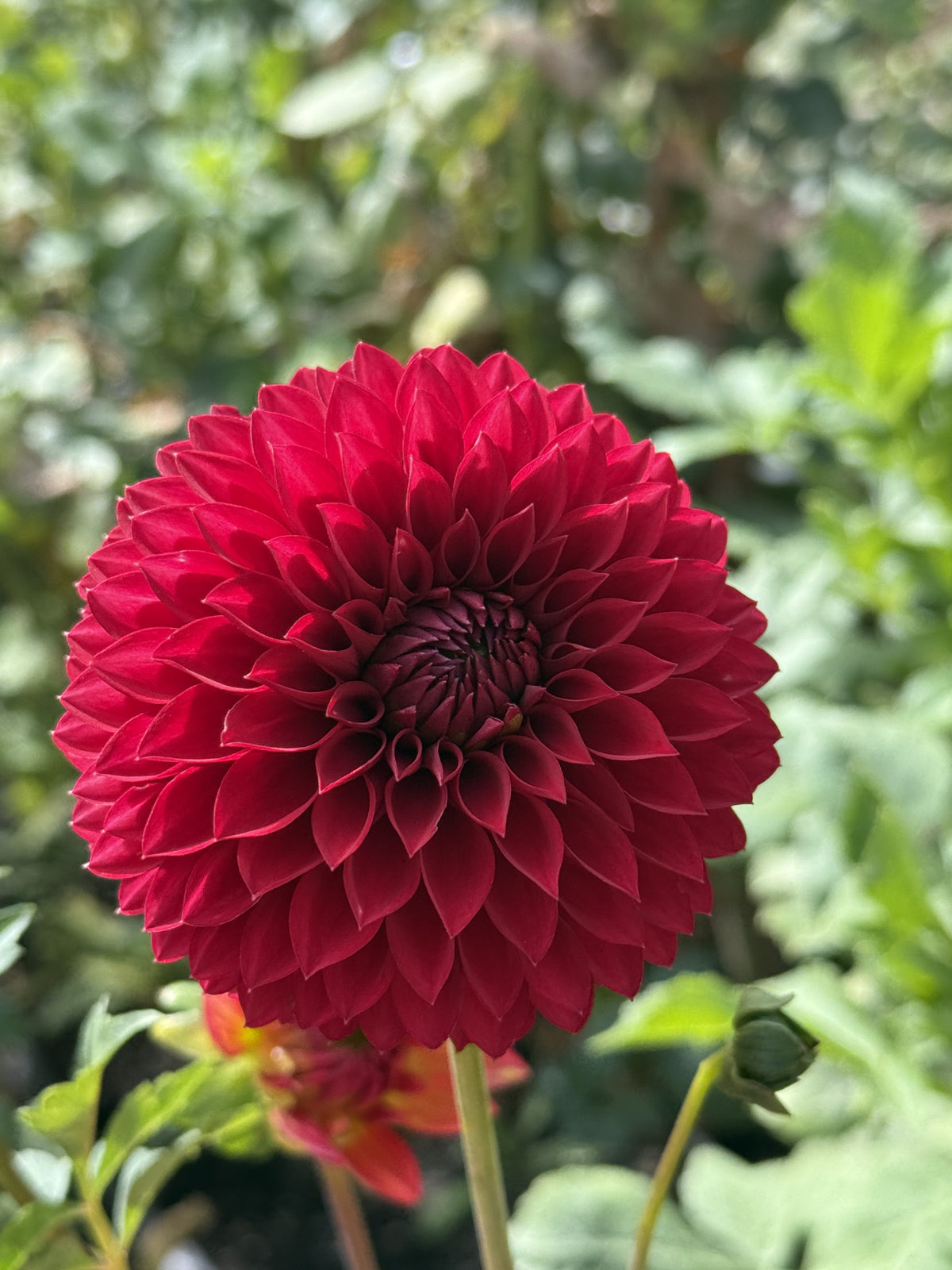 Rossendale Donald dahlia