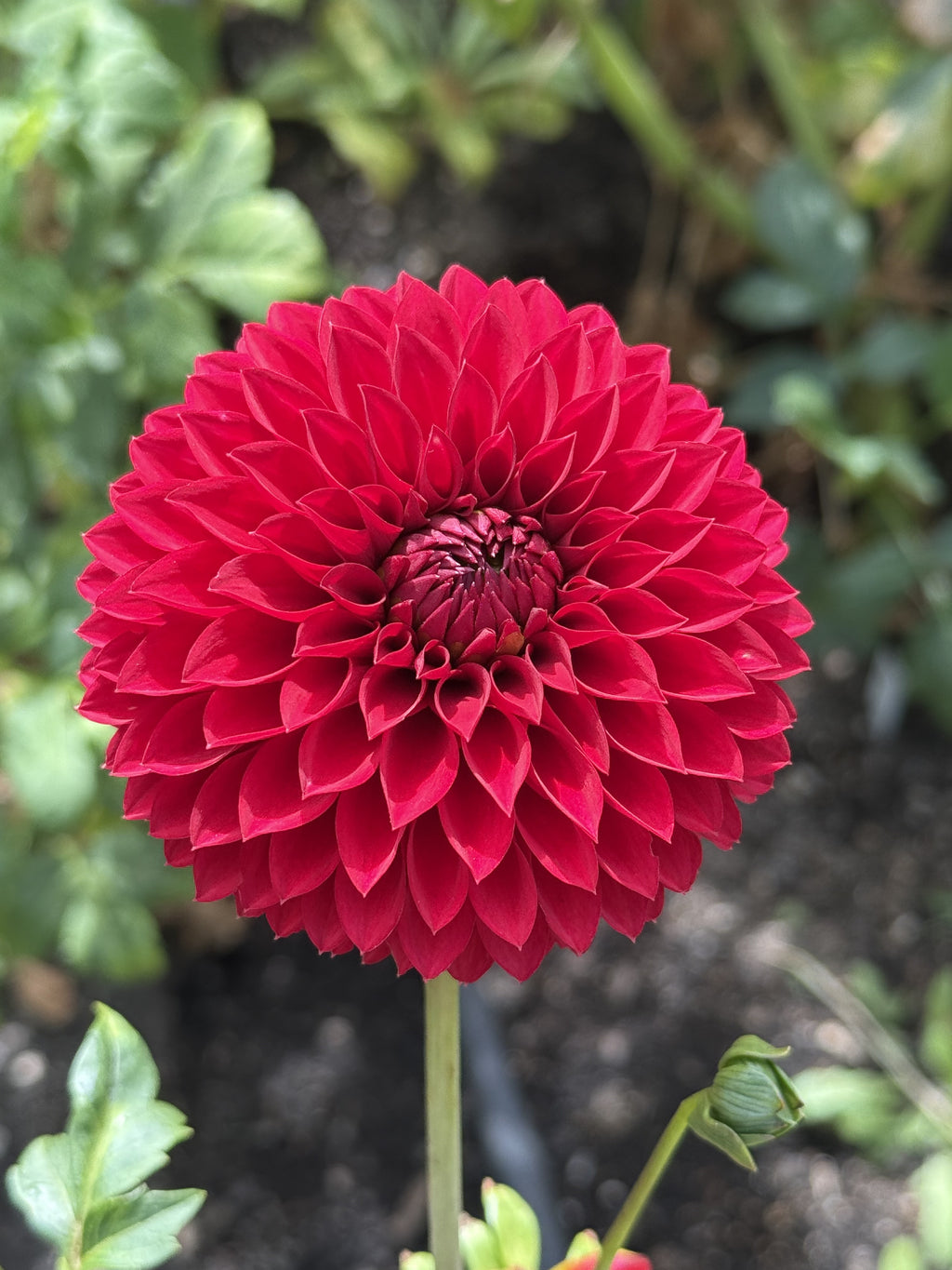 Rossendale Donald dahlia