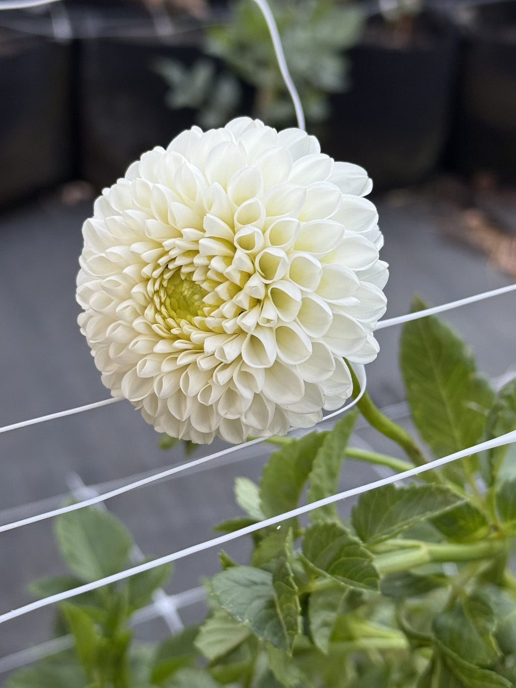 Rossendale Natasha dahlia