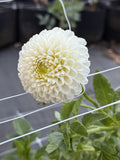 Rossendale Natasha dahlia