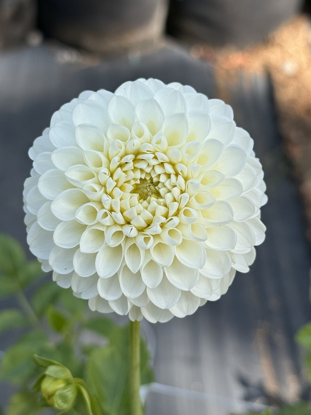 Rossendale Natasha dahlia