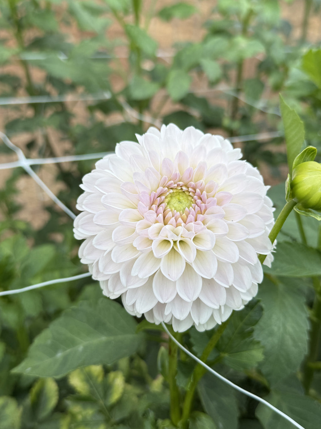 Rossendale Parkey dahlia
