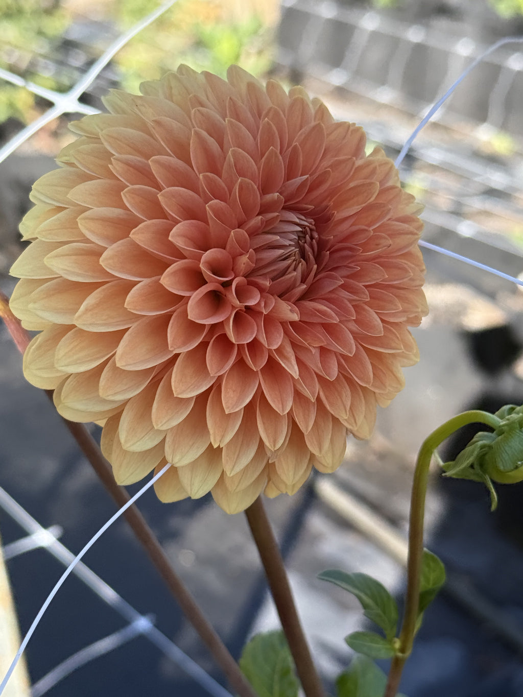 Rossendale Peach dahlia