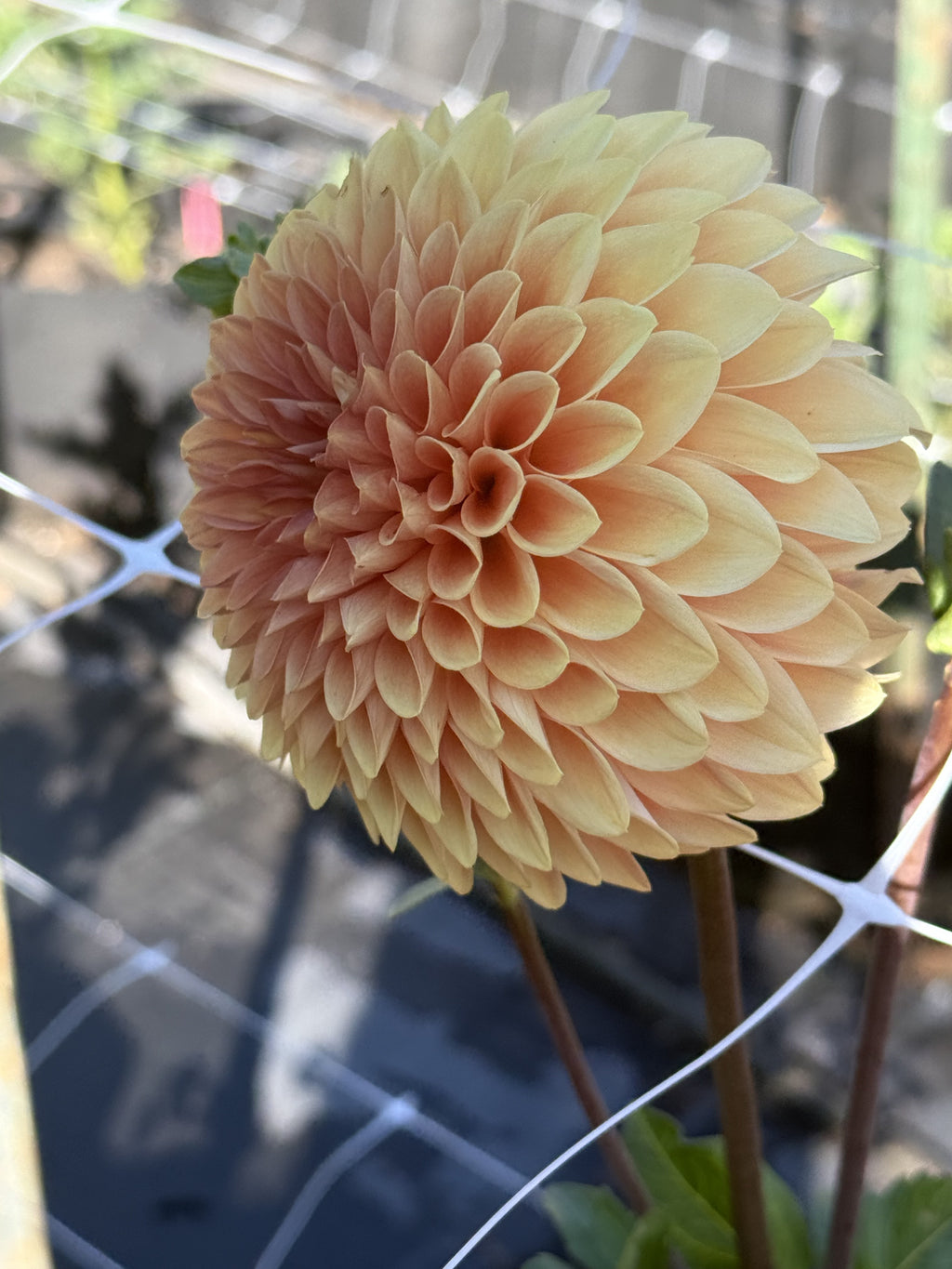 Rossendale Peach dahlia