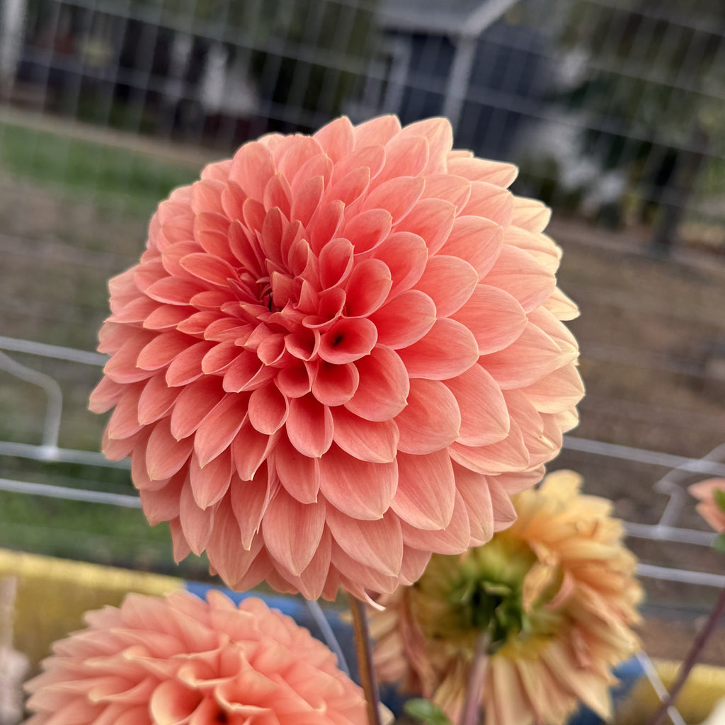 Rossendale Peach dahlia