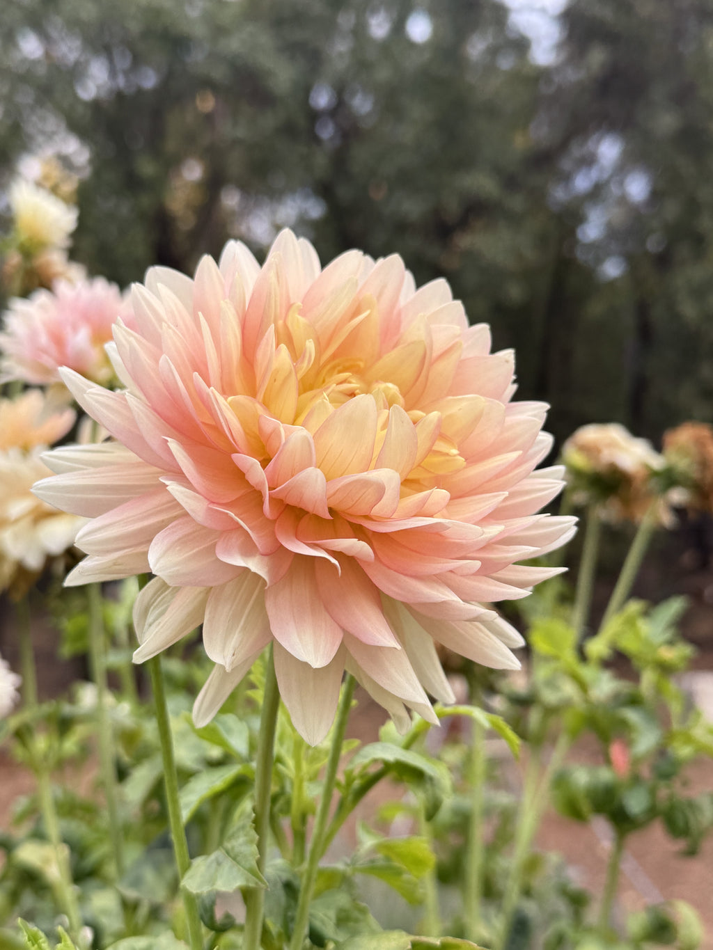 Ruthli dahlia bloom in peach, cream and soft yellow – semi-cactus close-up
