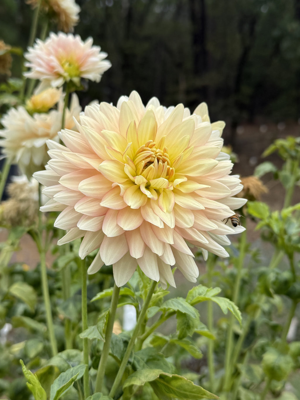 Ruthli dahlia bloom in peach, cream and soft yellow – on stem in the garden