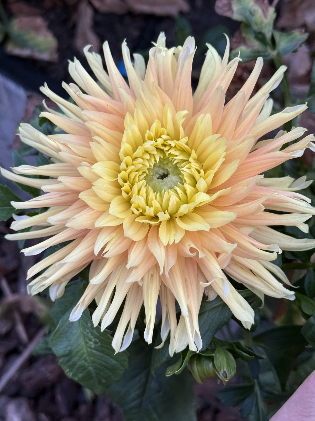 Ruthli dahlia bloom in peach, cream and soft yellow – spiky semi-cactus petals close-up