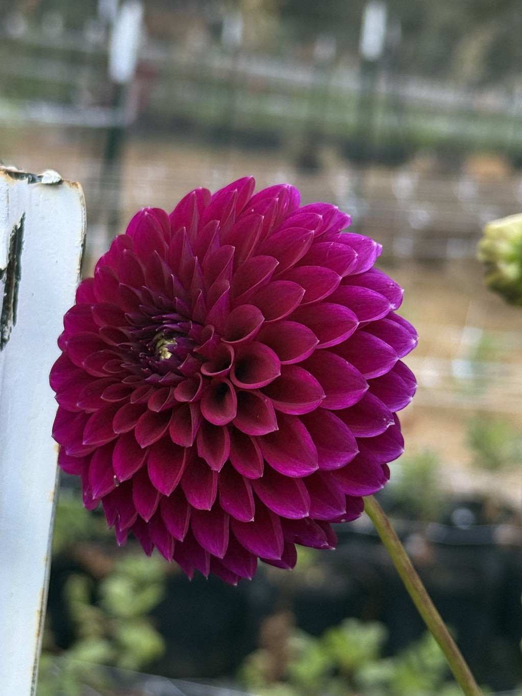 Saddlerock Tiny Giant dahlia