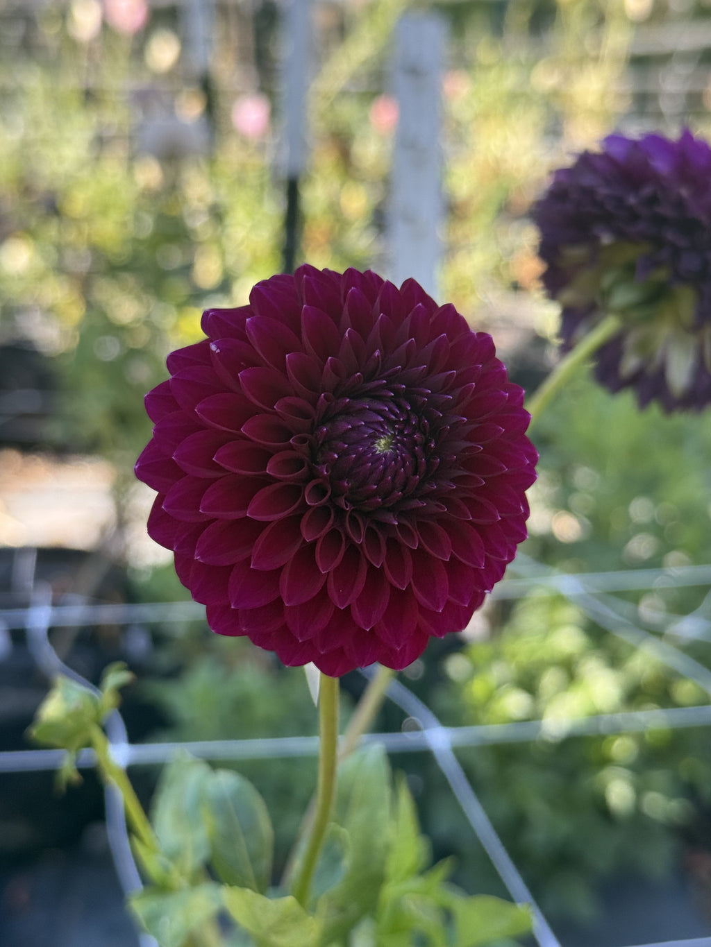 Saddlerock Tiny Giant dahlia