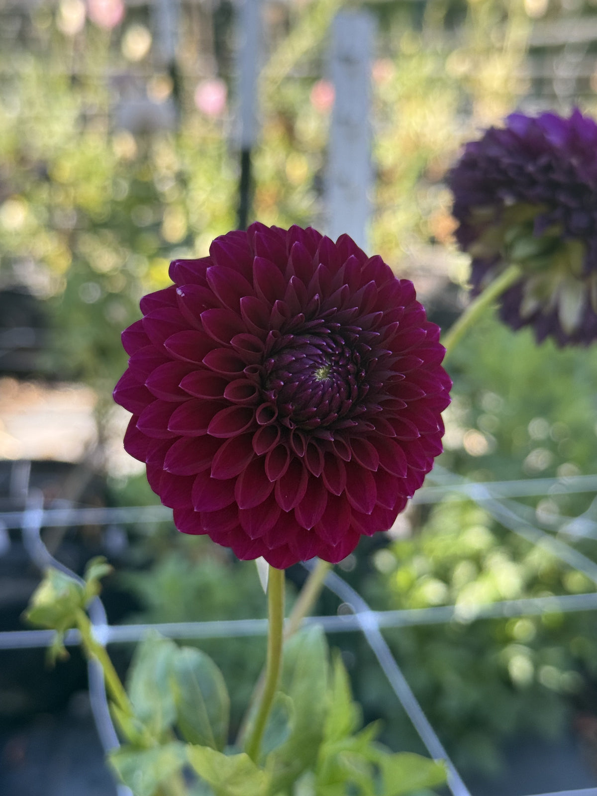 Saddlerock Tiny Giant dahlia