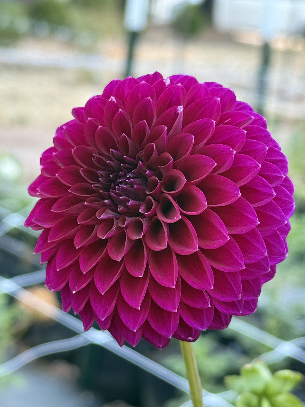 Saddlerock Tiny Giant dahlia