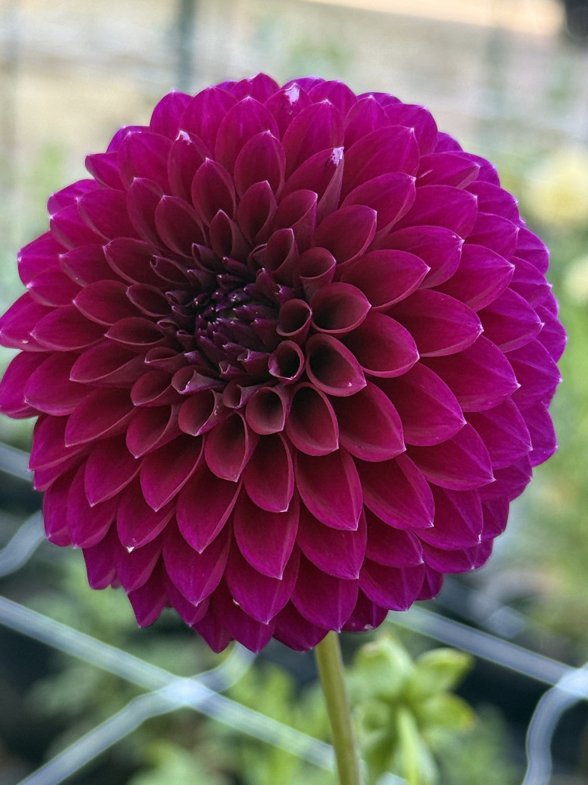 Saddlerock Tiny Giant dahlia