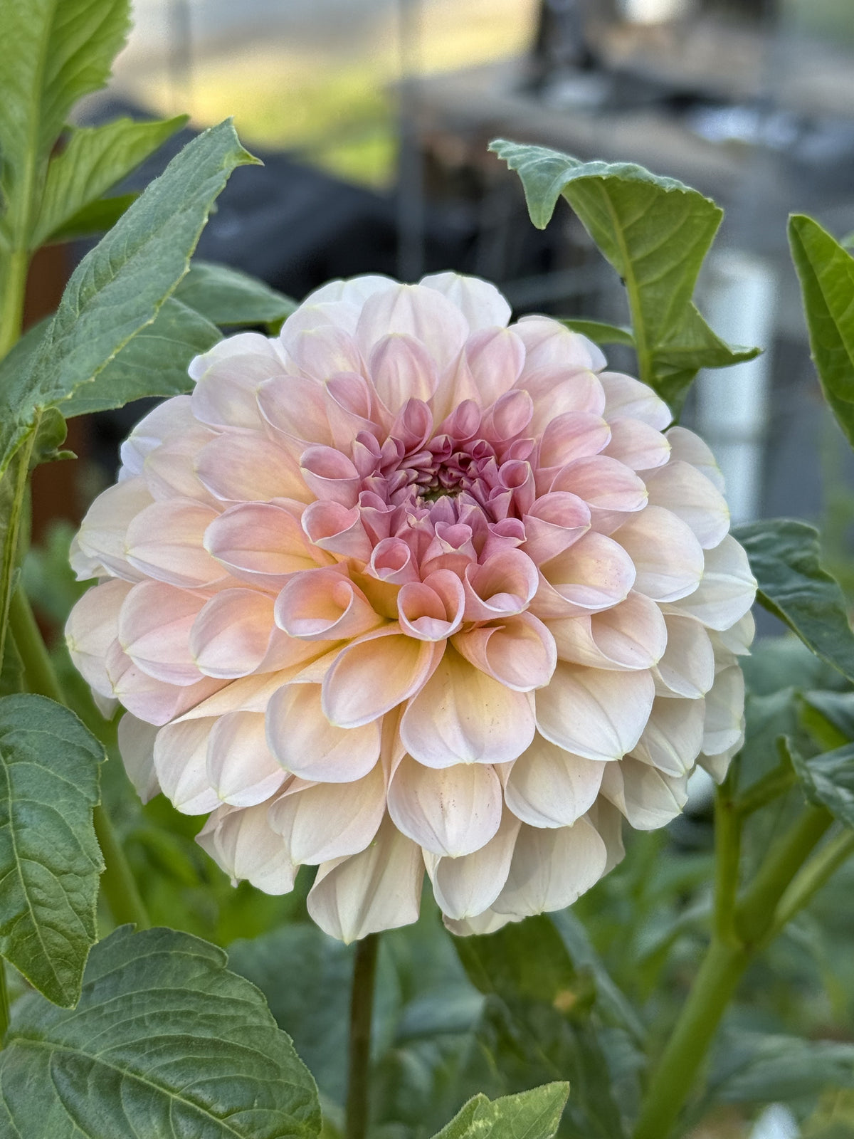 Salmon Joy dahlia