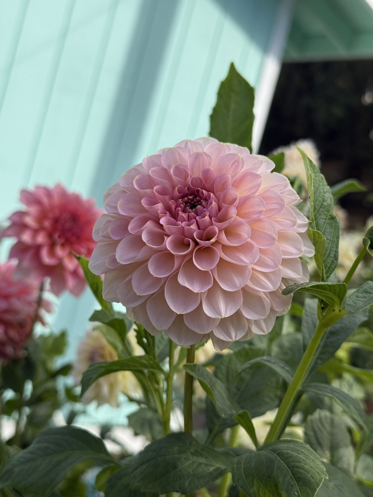 Salmon Joy dahlia