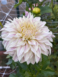Savage McGinnie dahlia