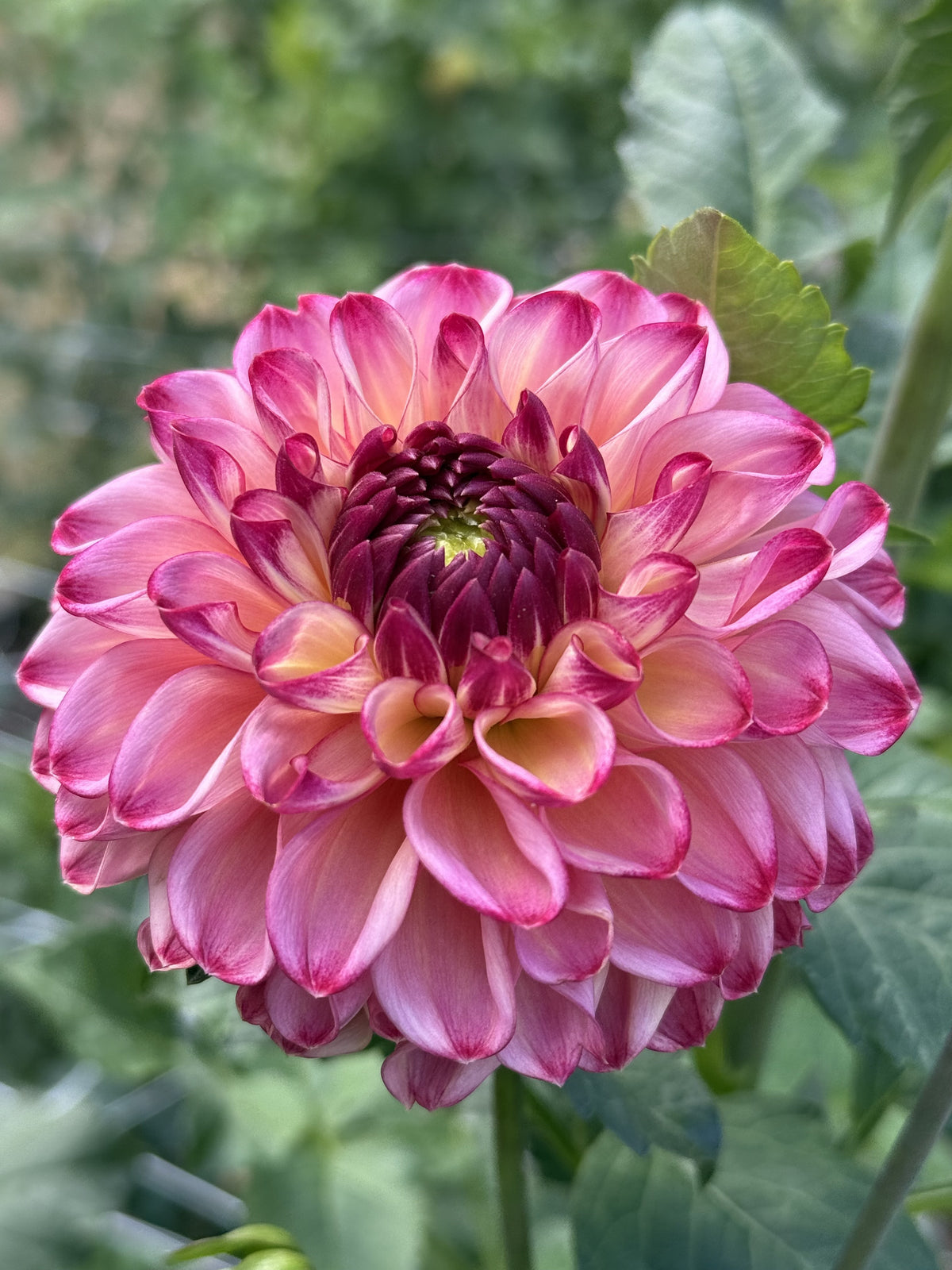 SF Sammy Pants dahlia
