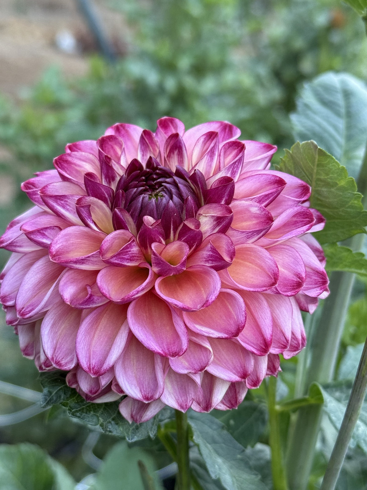 SF Sammy Pants dahlia