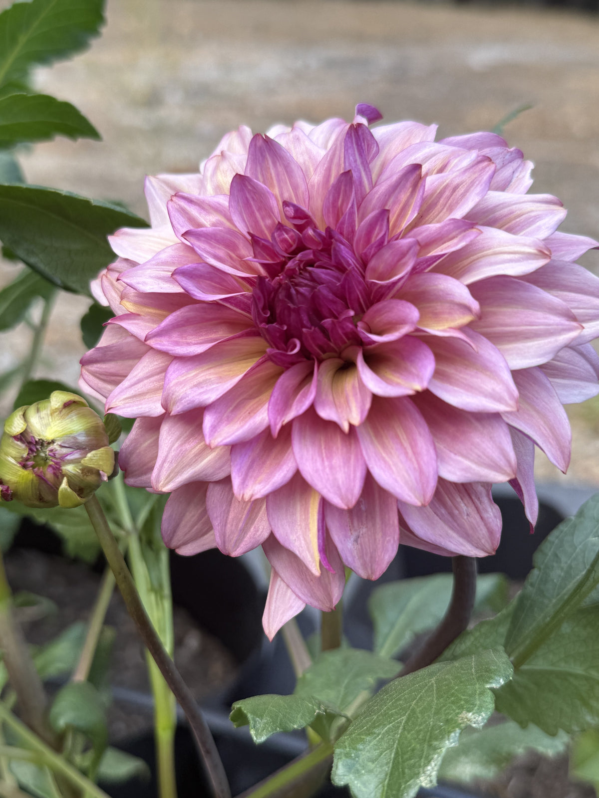 SG Silent Cafe dahlia
