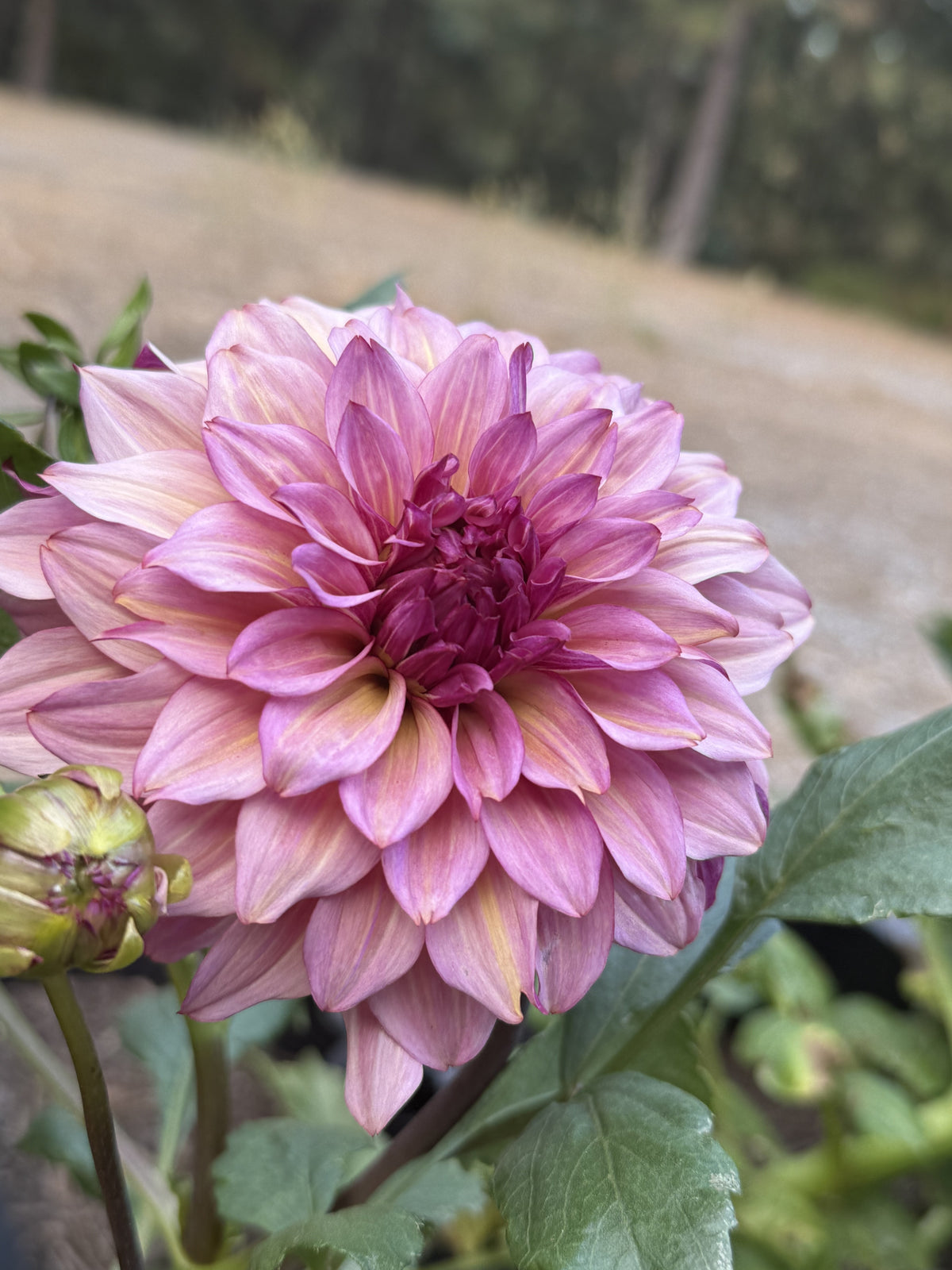 SG Silent Cafe dahlia