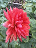 Shep's Memory dahlia