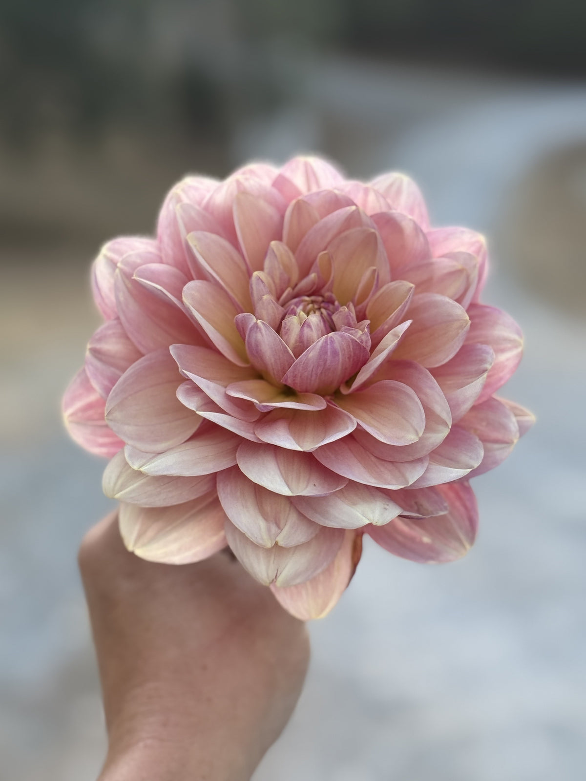 SF Skippity Pap dahlia