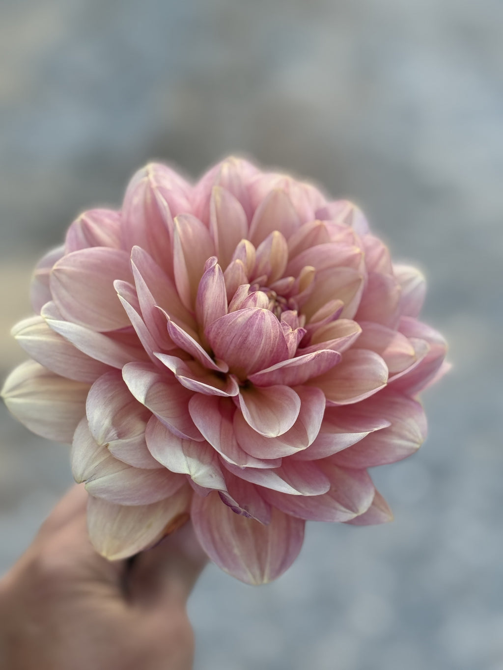 SF Skippity Pap dahlia