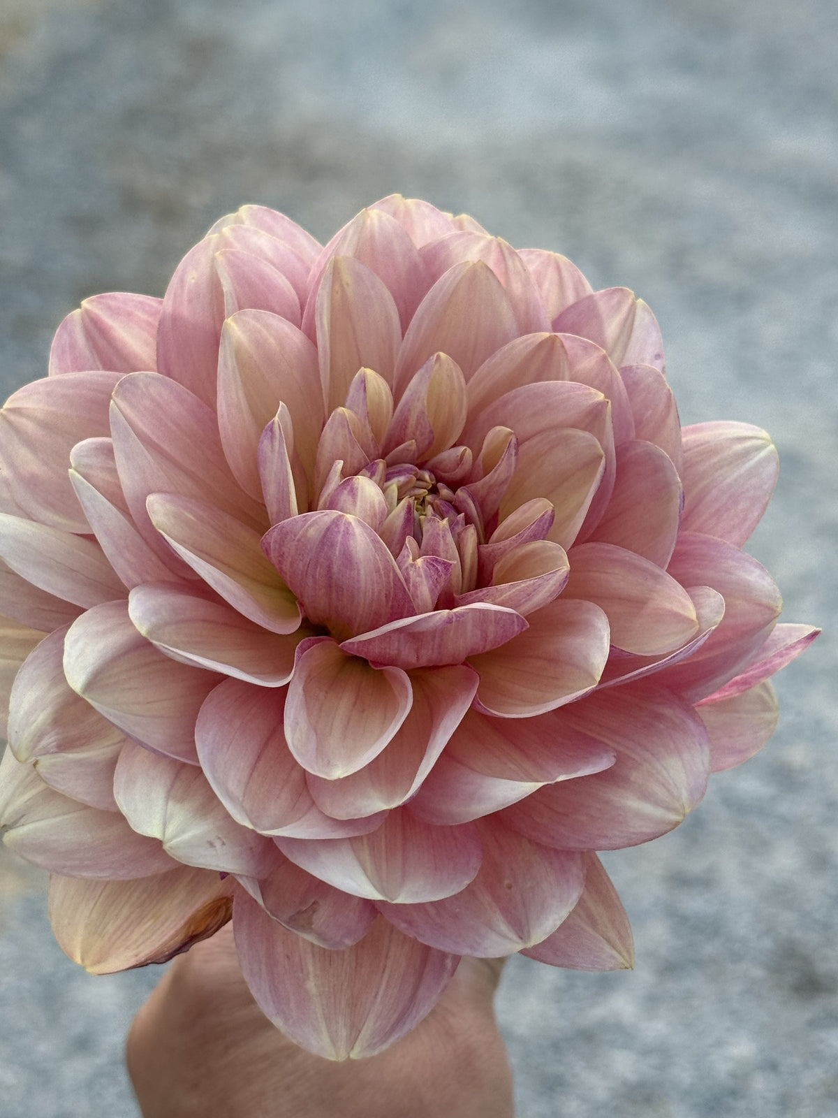 SF Skippity Pap dahlia