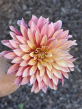 Stillwater Becky dahlia