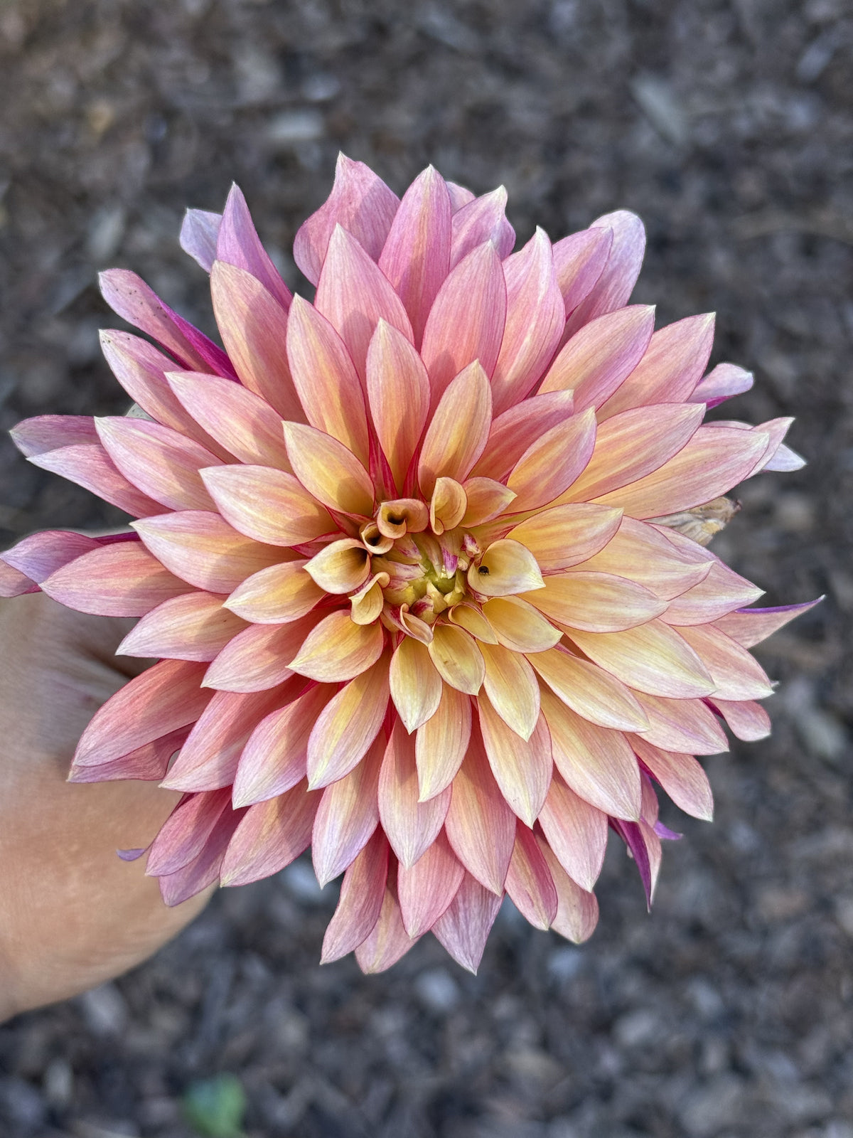 Stillwater Becky dahlia