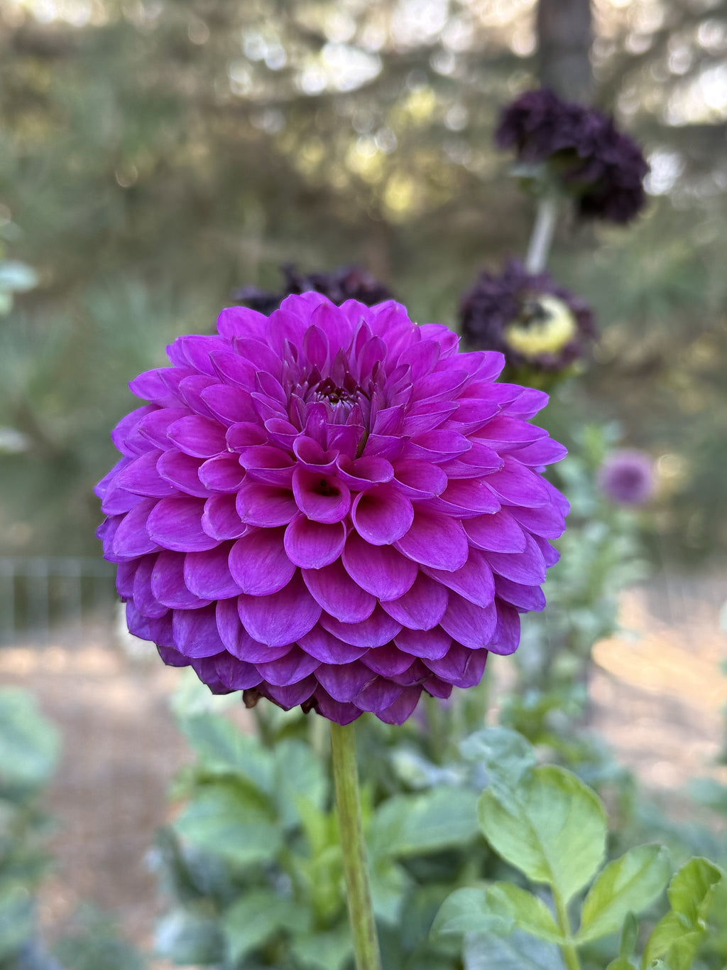 Twilight Boy dahlia bloom in Purple – photo 1 of 4