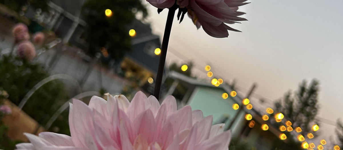 Pale pink dahlias at dusk under string lights at Totally Tubers