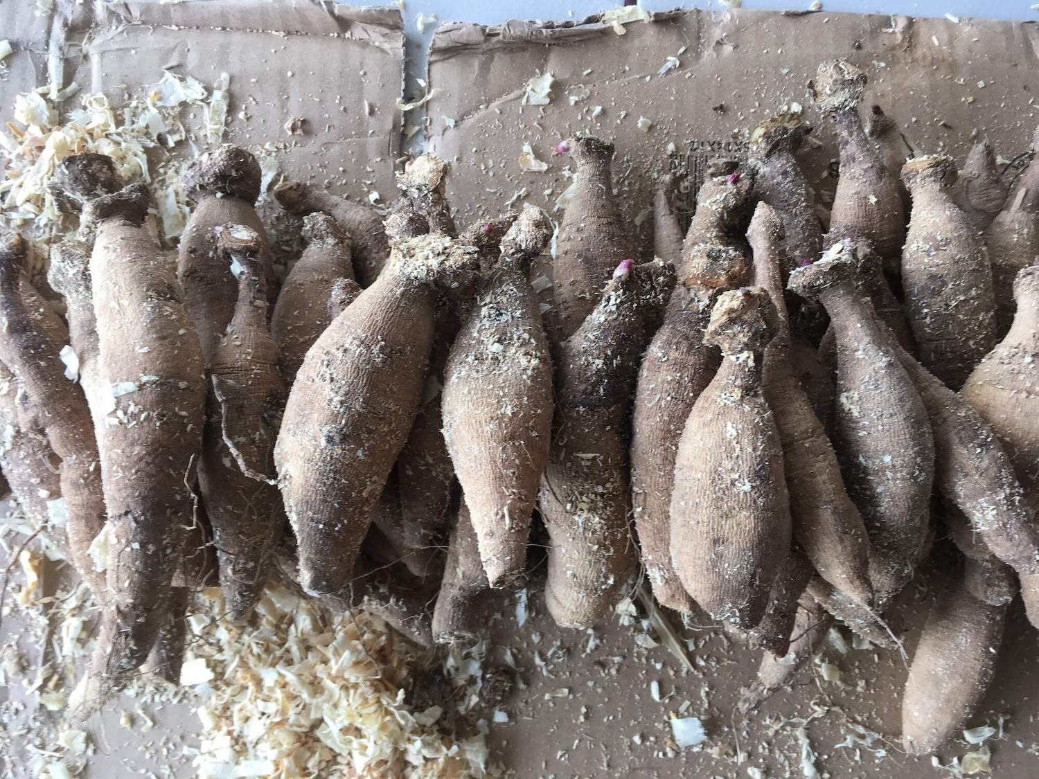 Dahlia tubers dug and divided by hand