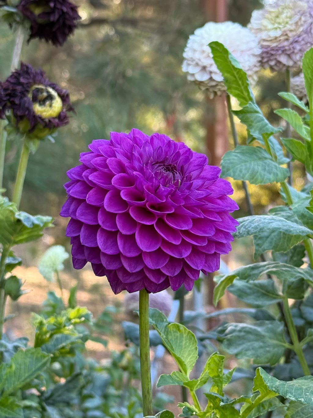 Twilight Boy dahlia bloom in Purple – photo 2 of 4