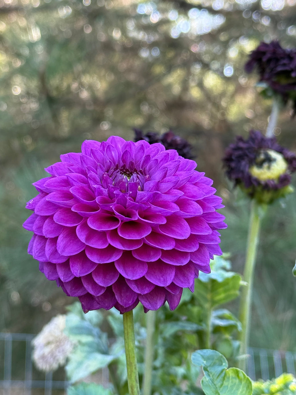 Twilight Boy dahlia bloom in Purple – photo 3 of 4