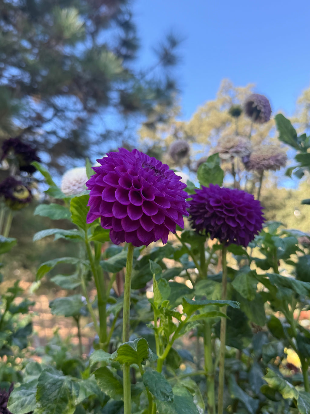 Twilight Boy dahlia bloom in Purple – photo 4 of 4