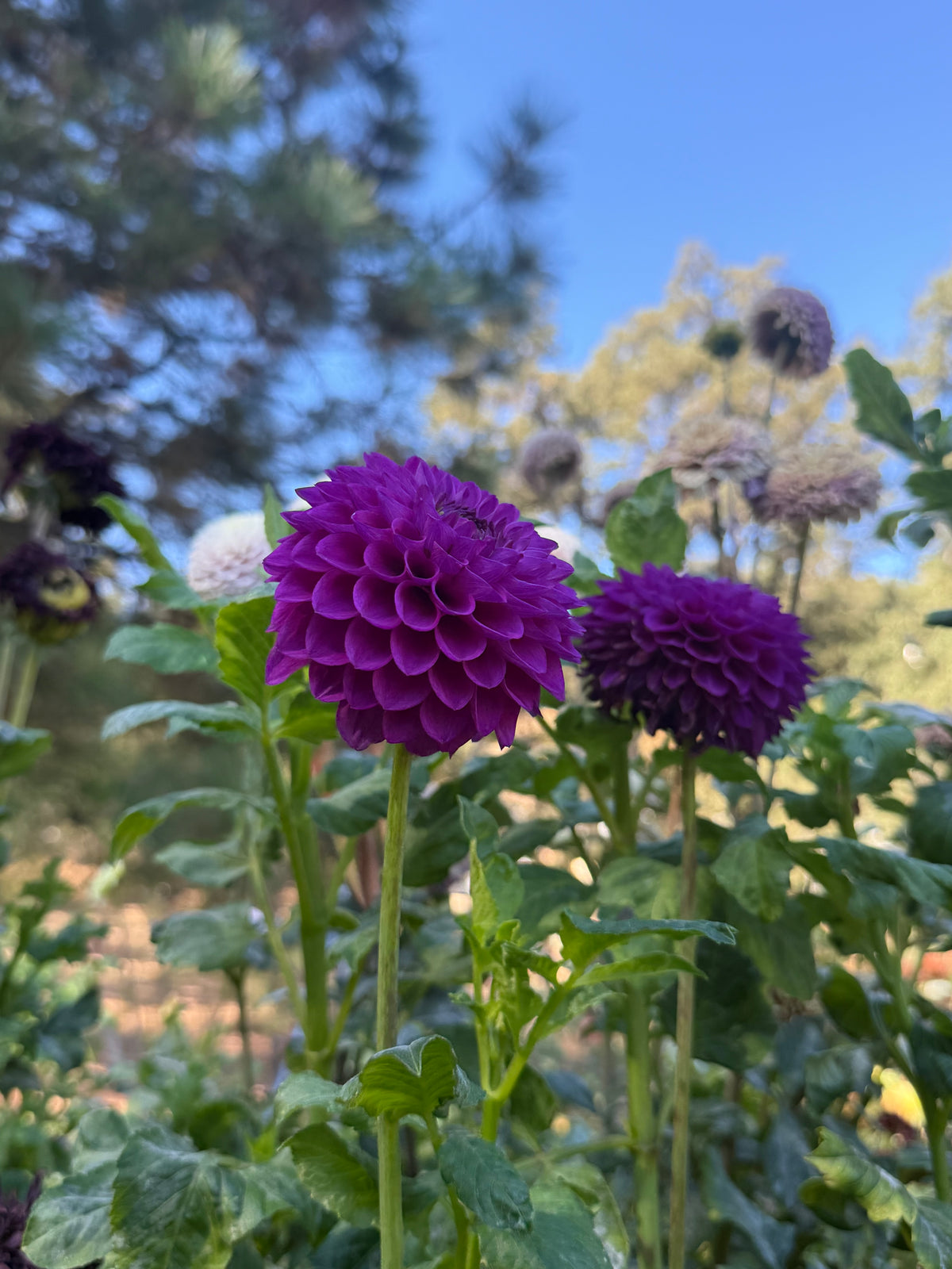 Twilight Boy dahlia bloom in Purple – photo 4 of 4