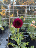 TY Royal dahlia