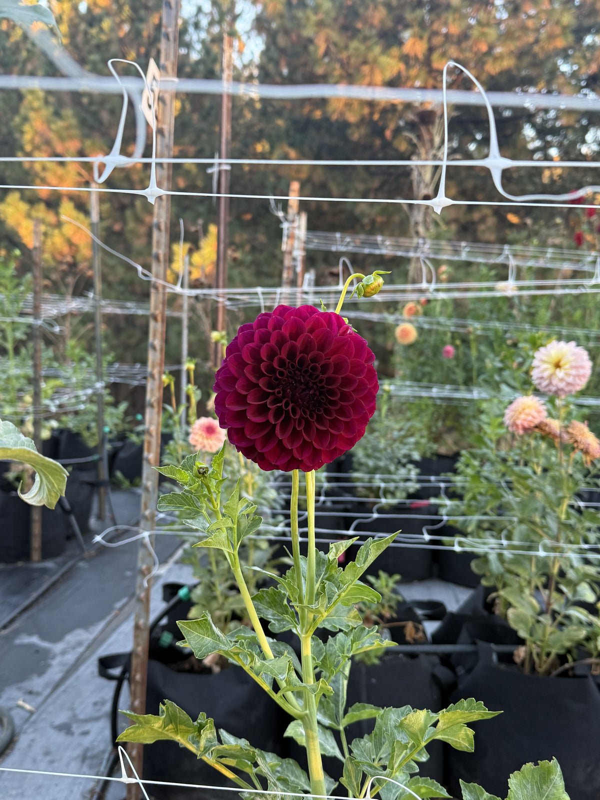 TY Royal dahlia