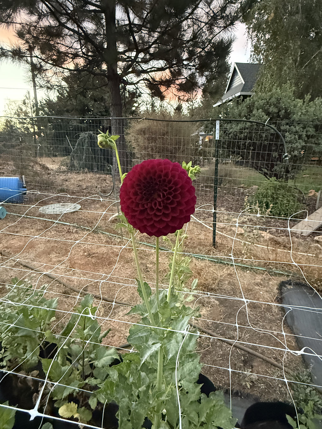 TY Royal dahlia