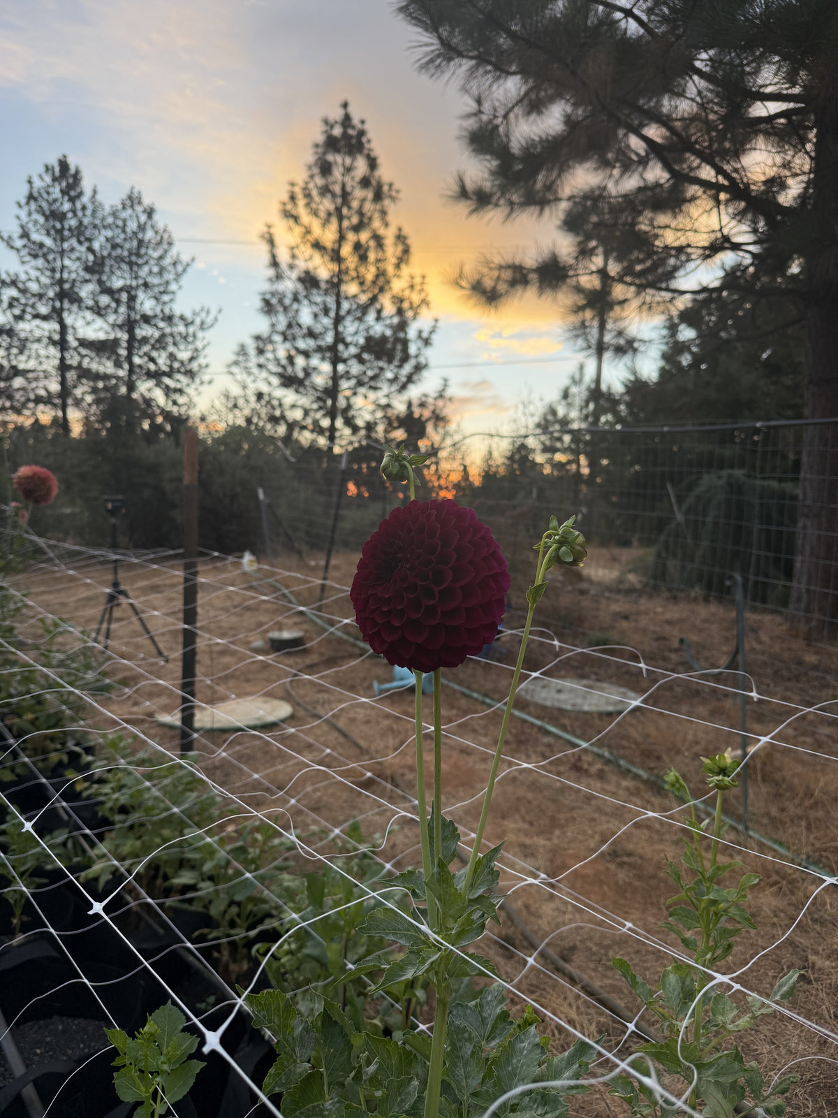 TY Royal dahlia