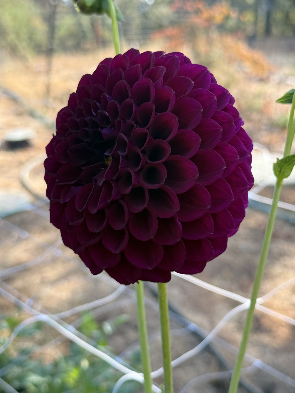 TY Royal dahlia