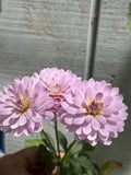 Suitzus Julie dahlia